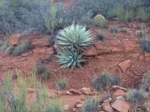 cool cactus
