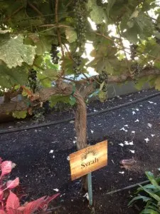 photo (14)