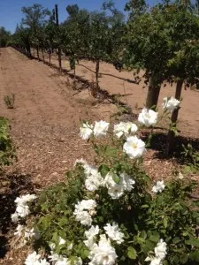 roses