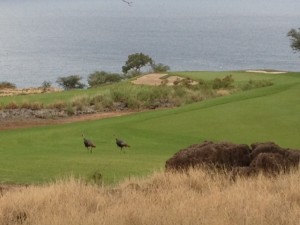 lanaiturkeys
