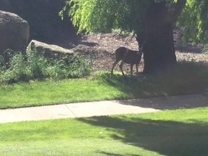 Deer 1