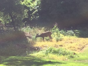 Deer 2