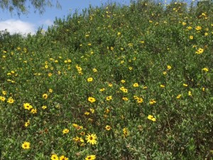 daisys