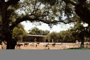 Ranch_0055 (800x533)