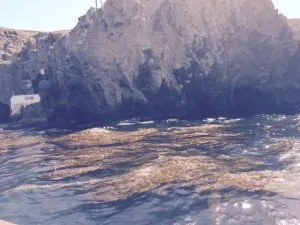 kelp