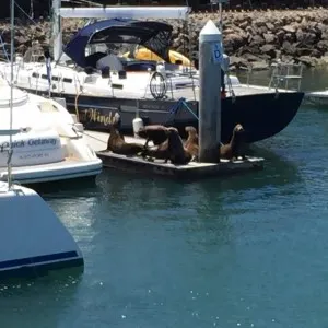 seals harbor