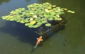 koi