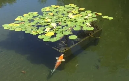 koi