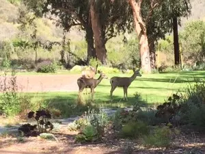 laguna deer