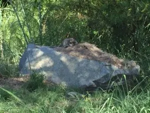squirrel