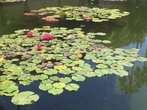 water 4