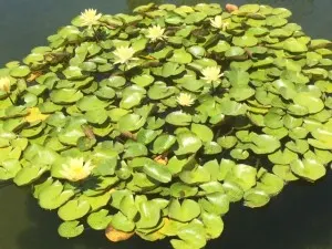 water 5