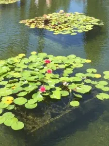 water 7