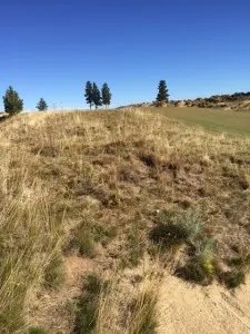 opening tee