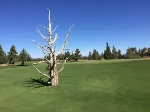 pronghorn ghost