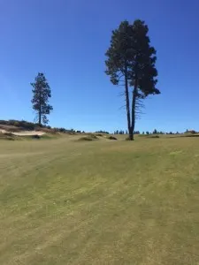 split pine