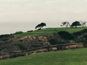 torrey 3