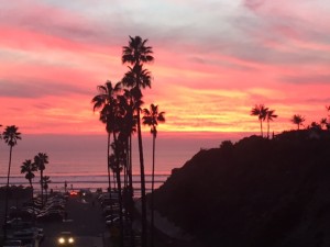 palm sun