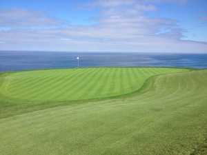 torrey art