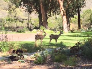 laguna deer