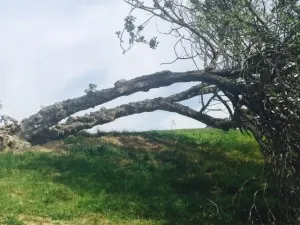 tree par 3