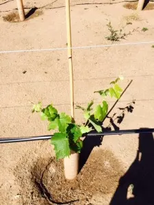 vine