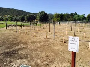 vineyard